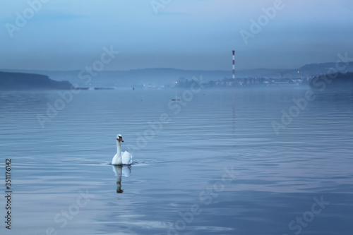 Beautiful swan swims in the river Danube
