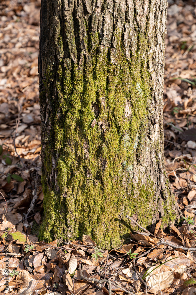 Part of tree trunk in the forest Part of tree trunk in the forest