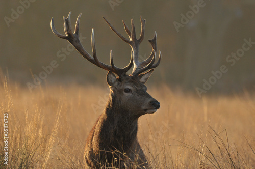Red deer cervus elaphus in autumn colours