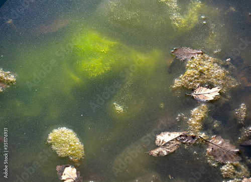 Dirty green water background with leaves