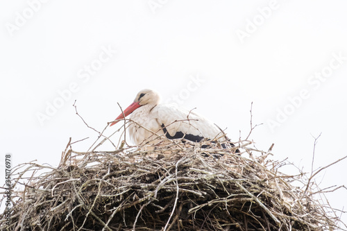 A stork stands in its nest in the spring , white sky in background. copy-space