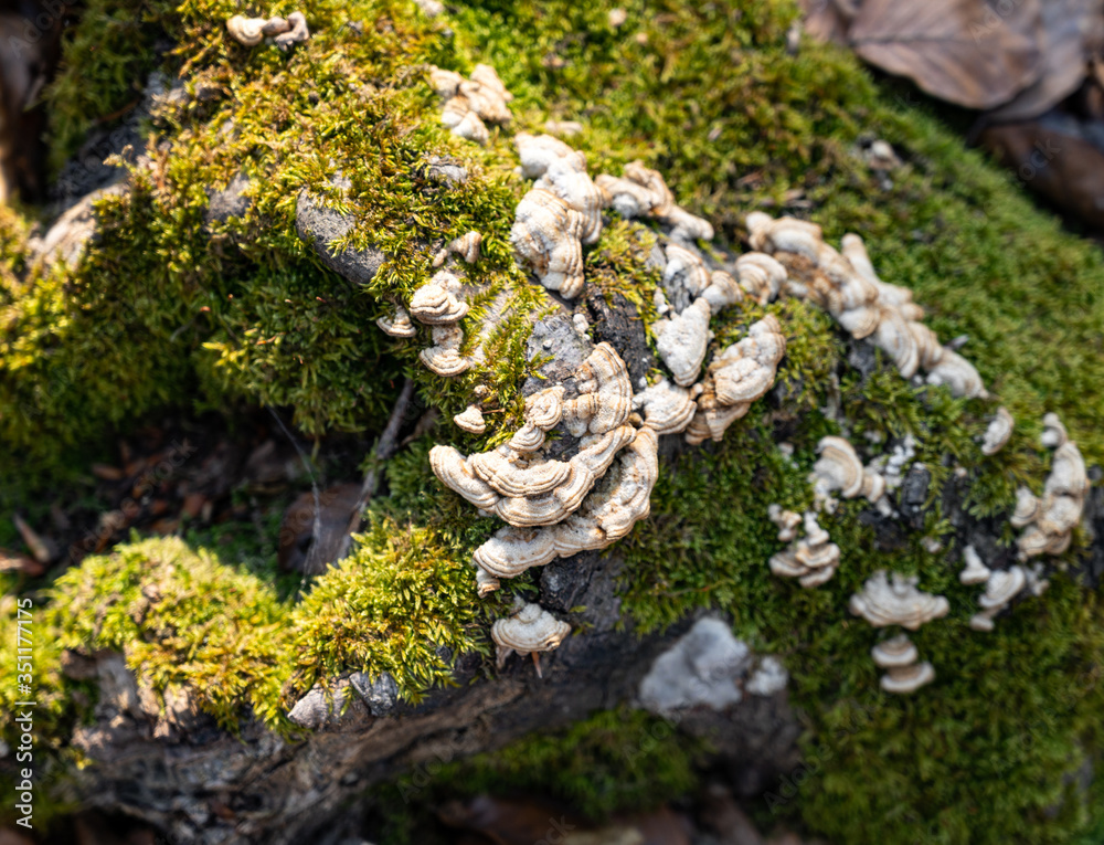 Lots of small mushrooms and green moss on a tree trunk Lots of small mushrooms and green moss on a tree trunk