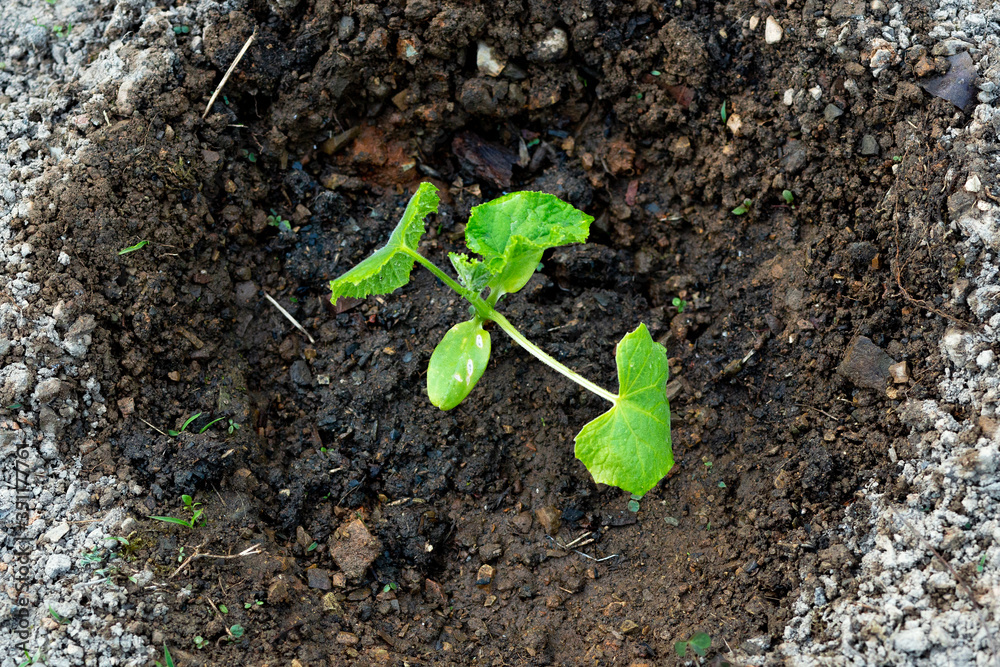 Harvest cucumbers. Summer green garden. Vector illustration. Summer crop. Vegetables from the garden. Harvest cucumbers. Summer green garden. Vector illustration. Summer crop. Vegetables from the garden.
