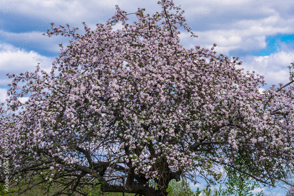 ein Baum voller weißen Blüten