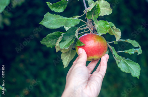 Photography Woman's hand plucks ripe apple from tree in the garden