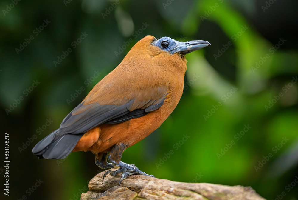 Capuchinbird - Perissocephalus tricolor, beautiful special bird from South American forests, Amazon, Brazil. фотография Stock | Adobe Stock