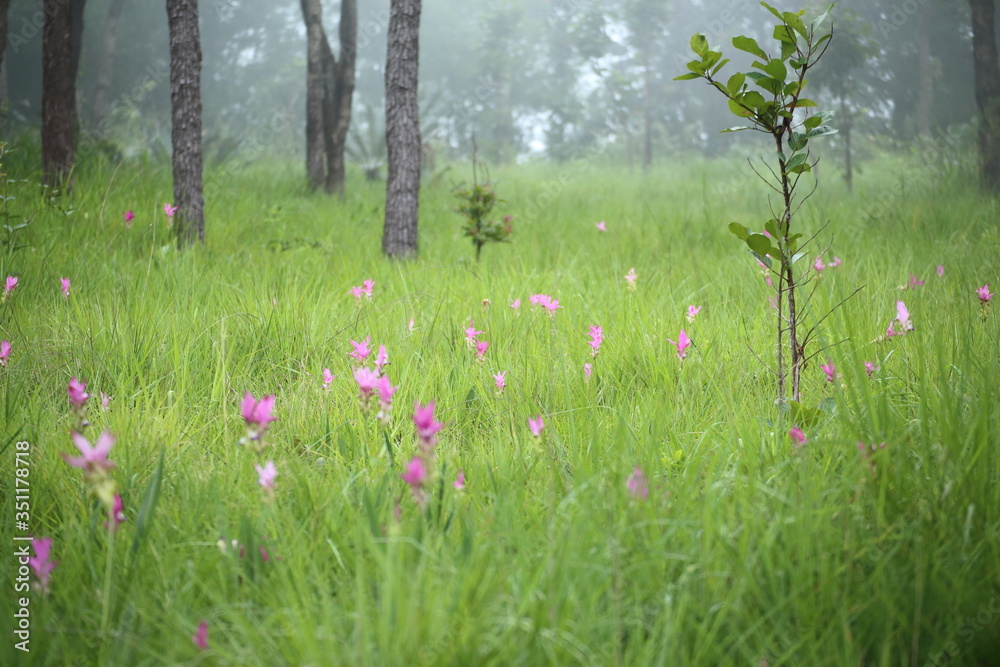 Krachiew flower field at Sai Thong National Park in Chaiyaphum, Thailand