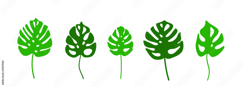 vector set of different leavesof monstera flower. painted green set  leavers of monstera isolated, set  monstera . different monstera