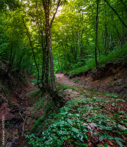 Mysterious path In the forest 
