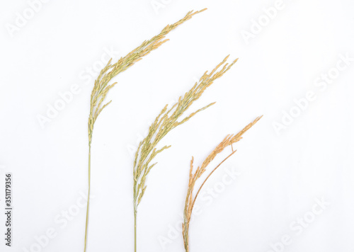 Paddy rice isolated on white background.top view.
