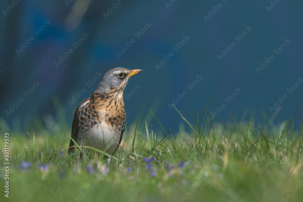 Fototapeta premium Na niebieskim tle