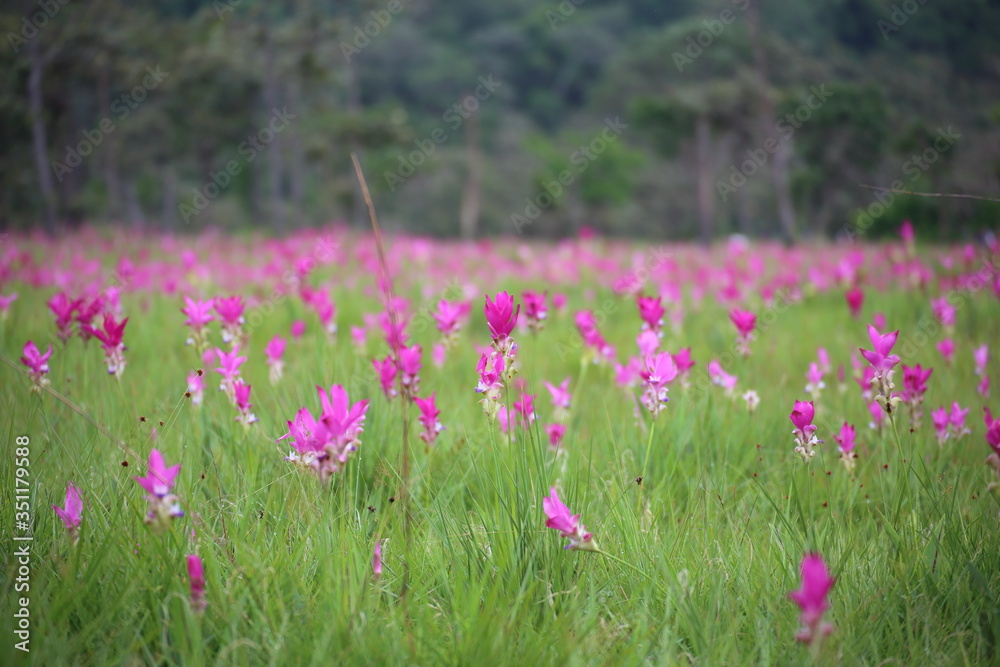 Obraz premium Krachiew flower field at Sai Thong National Park in Chaiyaphum, Thailand