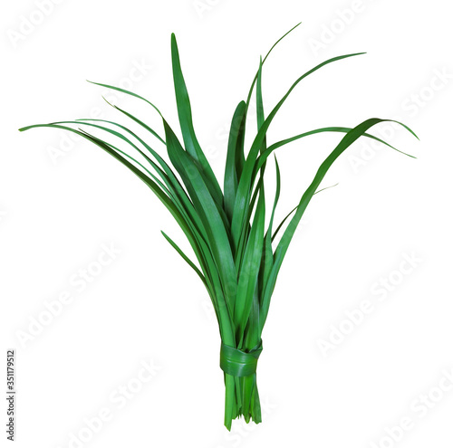 Blades of green grass isolated