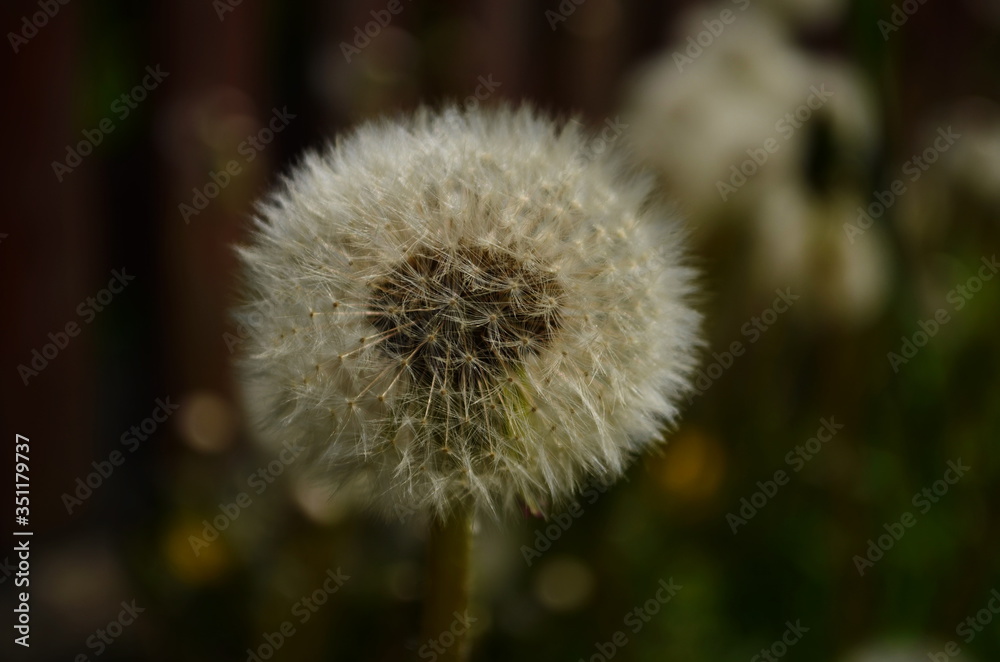 Dandelion. Macro photo. Ripe dandelion seeds. White aerial dandelion umbrellas. Dandelion seeds scattered. Dandelion. Macro photo. Ripe dandelion seeds. White aerial dandelion umbrellas. Dandelion seeds scattered.