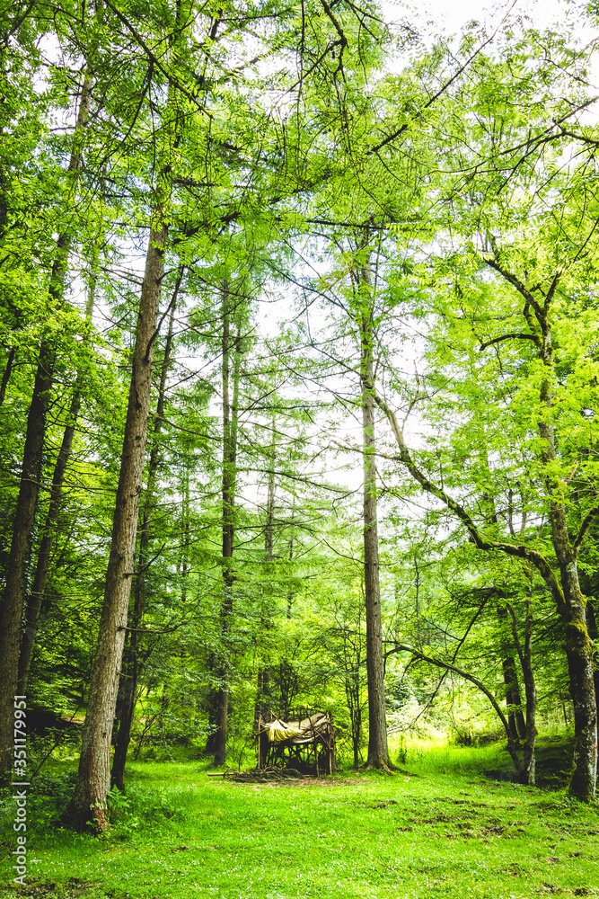 Little cabin in the middle of the forest Little cabin in the middle of the forest