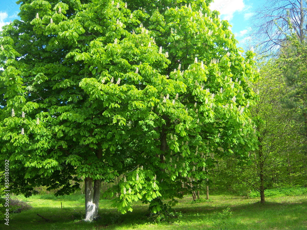 flowering chestnut