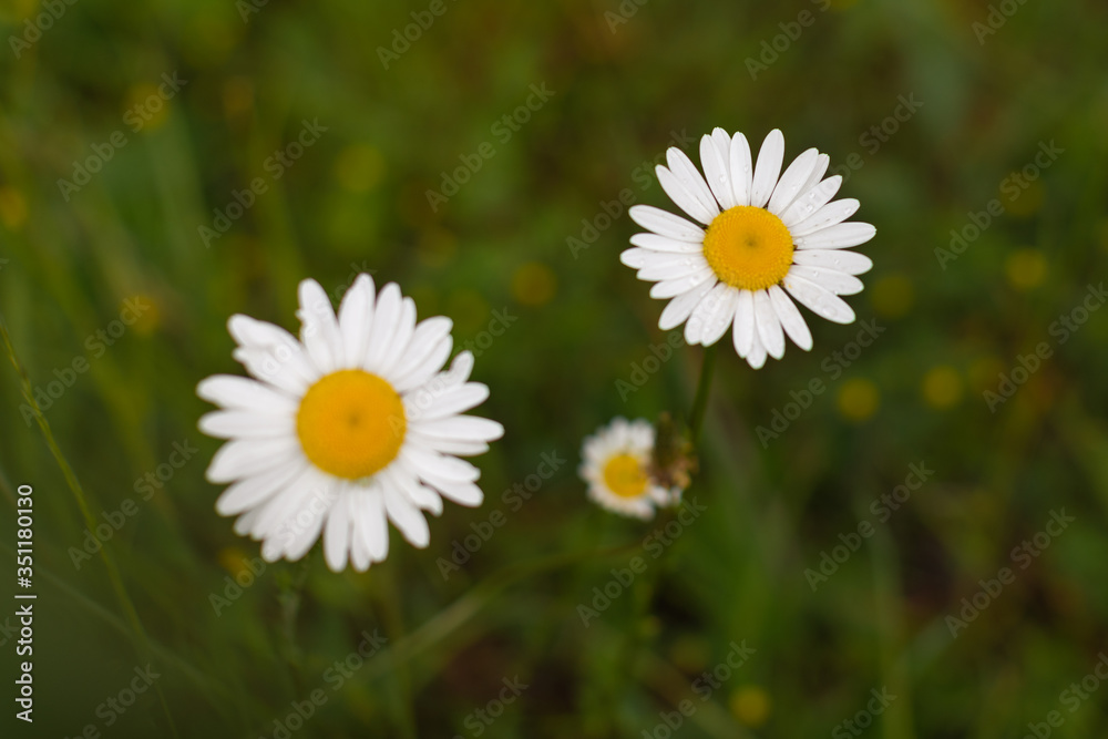 Flowers on the land, Croatia, Europe