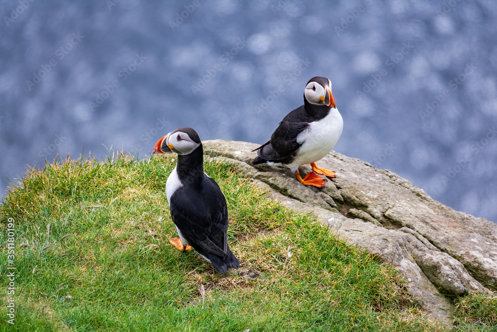 Fototapeta premium Two puffins looking in different directions with ocean background