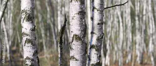 Panoramic view of birch tree trunks in a forest grove on a sunny winter day.