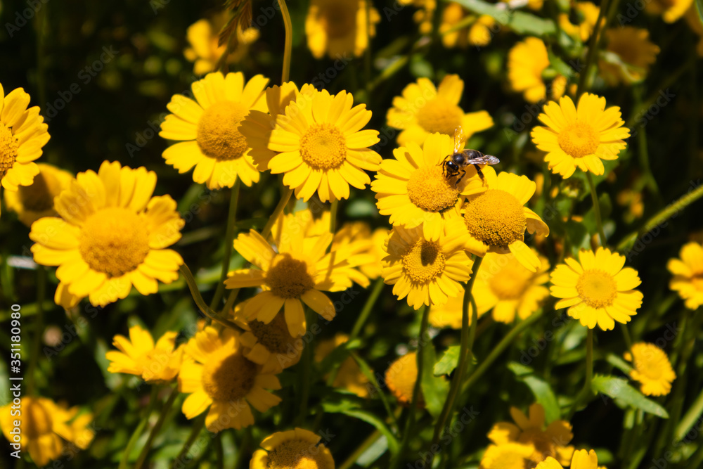Bee taking nectar out of crown daisy Bee taking nectar out of crown daisy