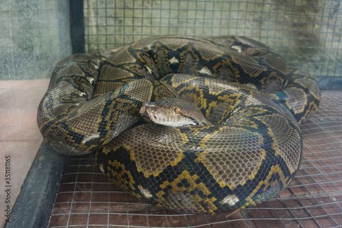 Snake in cage