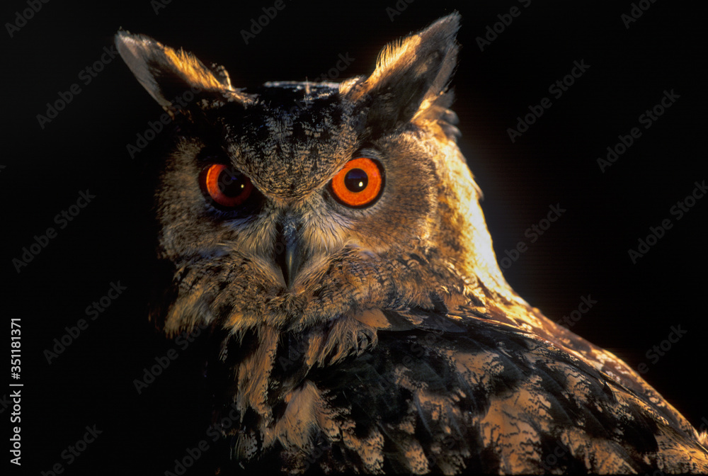 Fototapeta premium EURASIAN EAGLE OWL - BUHO REAL (Bubo bubo)