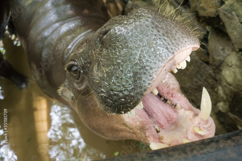 hippopotamus open mouth © Hadiyat