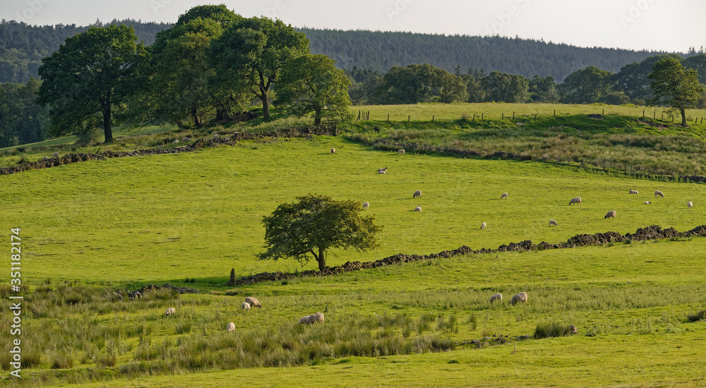 Sheep grazing on the slopes of the Fewston Valley near to Harrogate in West Yorkshire, in fields close to the Reservoir on a Summers Day in June.