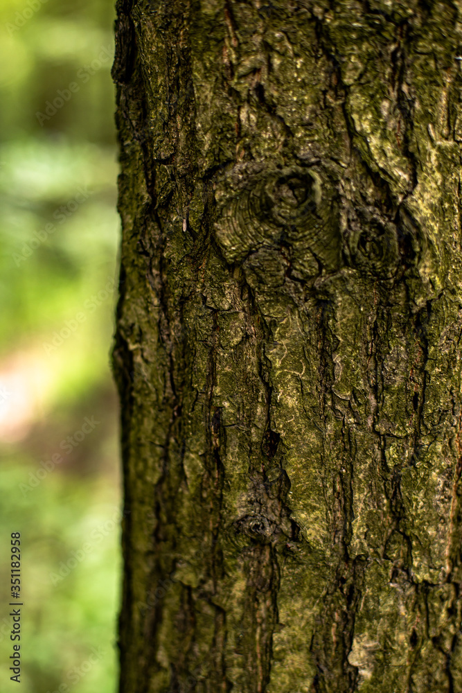 tree bark texture