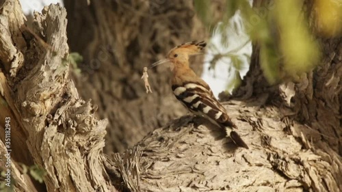 A Eurasian Hoopoe sitting on a branch of a pine-tree photo