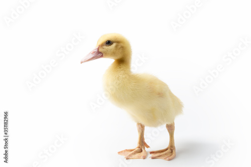 little duck isolated