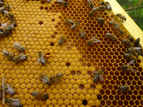Les ruches et leurs miel 