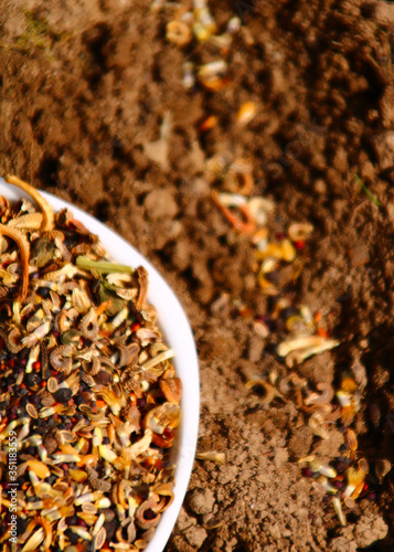 Wallpaper Mural Samen säen   blumensamen Torontodigital.ca