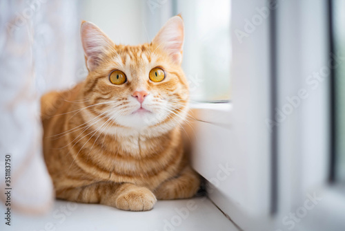 Fototapeta Naklejka Na Ścianę i Meble -  Ginger cat is sitting on the windowsill.