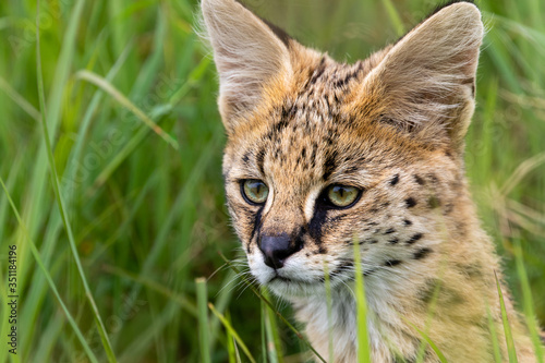 Ngorongoro, Tanzania - January 24 2020: Serval Leptailurus serval, adult staring intently