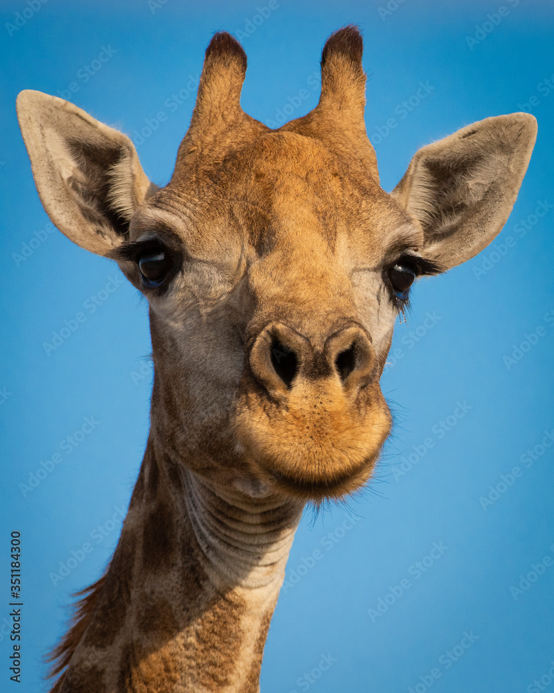 Naklejka premium Giraffe Portrait