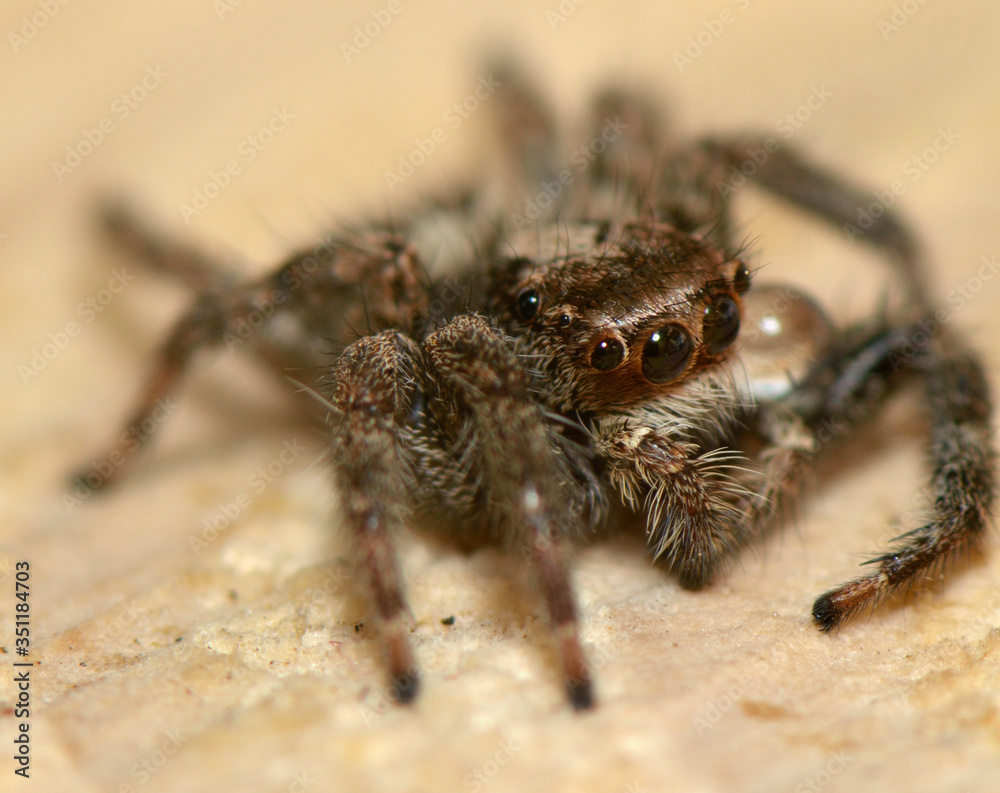 spider predatory insect eight legs six eyes spider predatory insect eight legs six eyes