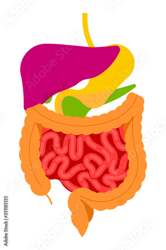 Gastrointestinal tract. The stomach, liver, spleen, gallbladder, small intestine and large intestine. Beautiful bright illustration. Human body inside.