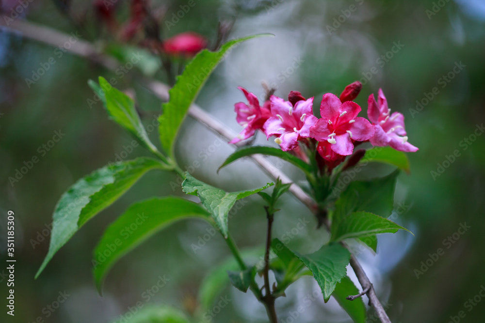 Close up of red Bristol Ruby Weigela buds. Selective focus and close-up beautiful bright pink flowers against the evergreen in the ornamental garden. Close up of red Bristol Ruby Weigela buds. Selective focus and close-up beautiful bright pink flowers against the evergreen in the ornamental garden.