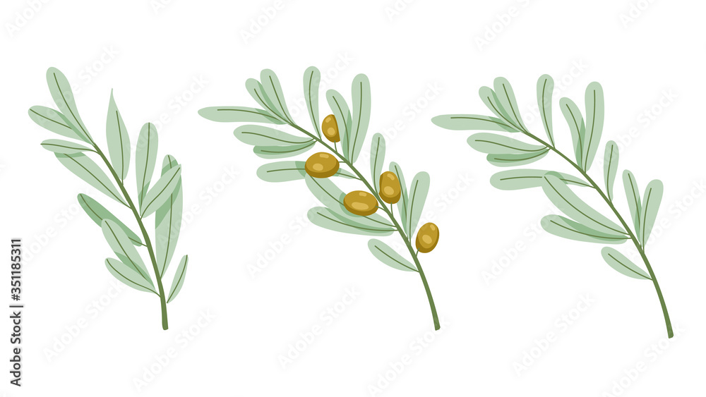 Set of branches of olive tree. Green olives with leaves. Vector illustration in hand drawn style.