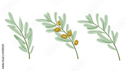 Set of branches of olive tree. Green olives with leaves. Vector illustration in hand drawn style.