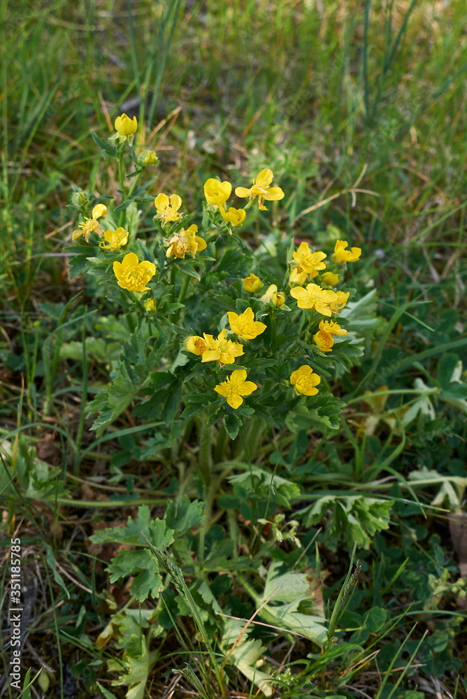 Ranunculus bulbosus Ranunculus bulbosus
