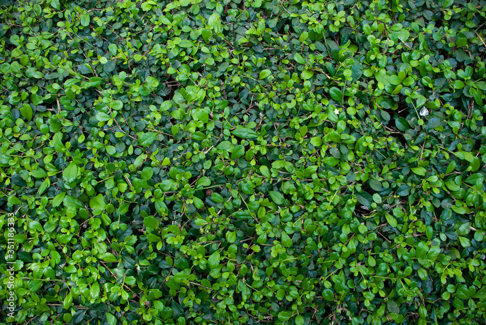 Natural green grass background texture .Side view Natural green grass background texture .Side view
