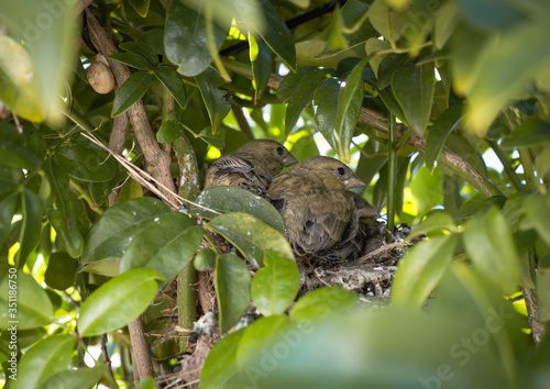 Three almost adult sparrow chicks in the nest of a tree. Spanish sparrow chicks that will be ready to leave the nest in a few days.