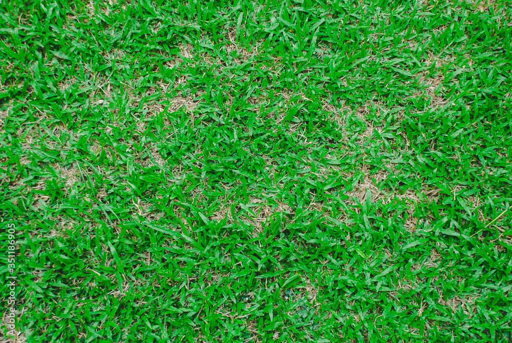 Natural green grass background texture .Top view Natural green grass background texture .Top view