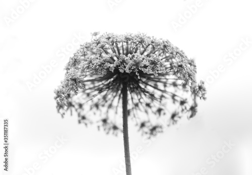 Black and white abstract flower background