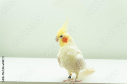 オカメインコ　ルチノー種