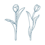 Tulip. Hand drawn engraving style tulips set. Tulip sketch drawing. 