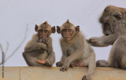 Mother monkey grooms the two young baby macaques © Raul Baldean