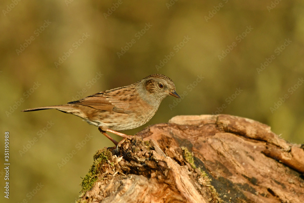 The dunnock perched on the tree The dunnock perched on the tree